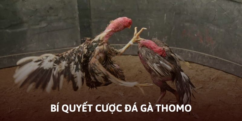 Bí quyết cược đá gà Thomo trực tiếp thành công