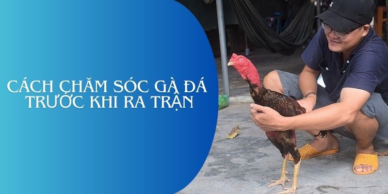 Cách chăm sóc gà đá trước khi ra trận