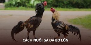 cách nuôi gà đá bo lớn