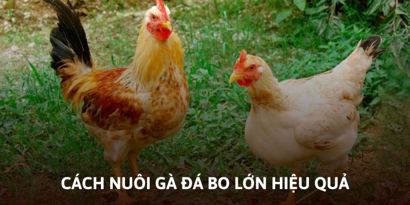 Cách nuôi gà đá bo lớn phát triển tốt