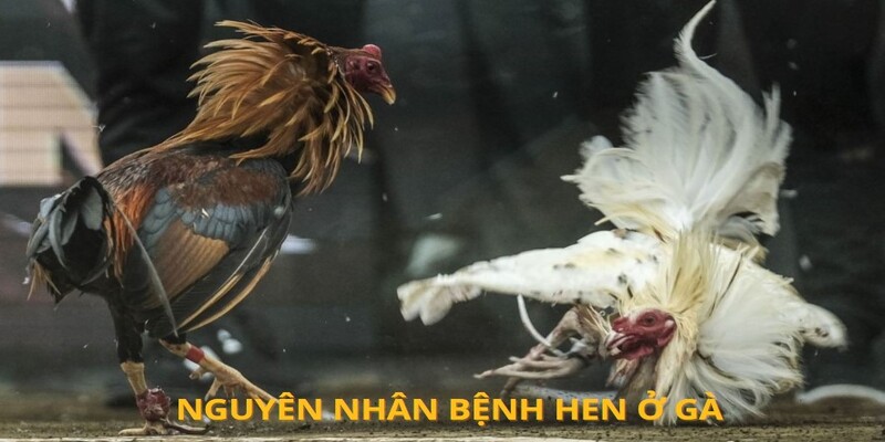 Nguyên nhân chính gây ra bệnh hen ở gà đá