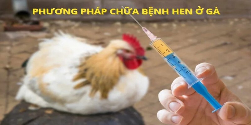 Các phương pháp chữa bệnh hen ở gà đá được đánh giá cao