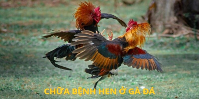 Chữa bệnh hen ở gà đá