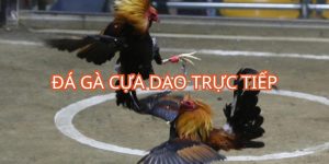 đá gà cựa dao trực tiếp