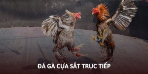 Đá gà cựa sắt trực tiếp