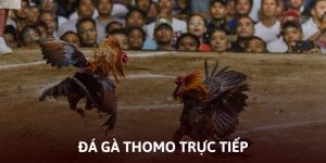 Đá gà Thomo trực tiếp