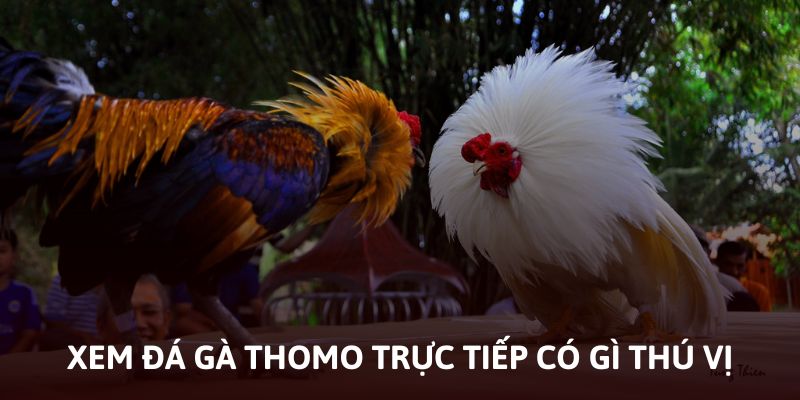 Điều thú vị khi xem đá gà Thomo trực tiếp