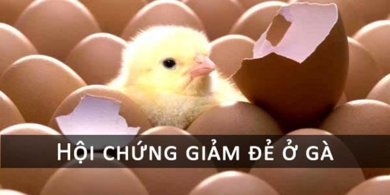 Gà mái mắc bệnh EDS sẽ gây tổn thất nhiều cho người nuôi