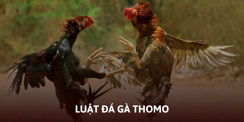 Luật đá gà Thomo tân binh cần nắm