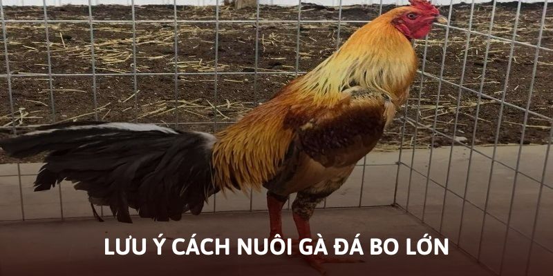 Điều cần lưu ý khi muốn có cách nuôi gà đá bo lớn hiệu quả