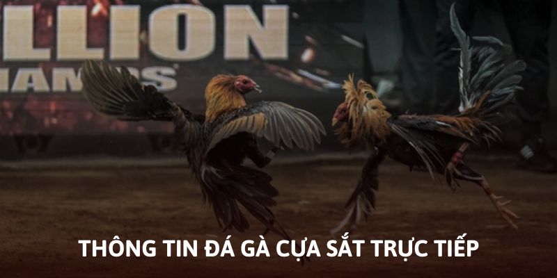 Những thông tin cần nắm về trò đá gà cựa sắt