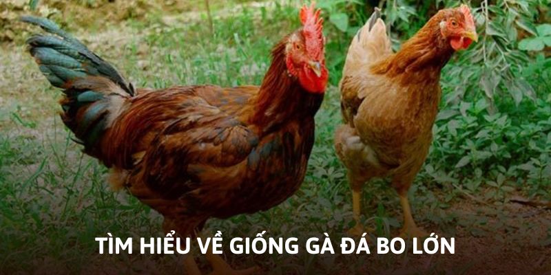 Tìm hiểu sơ qua về giống gà được ưa chuộng